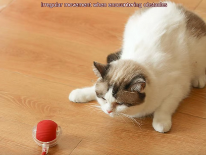 Interactive Rolling Ball Toy for Pets